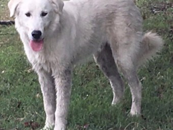 Working Maremma Male 
