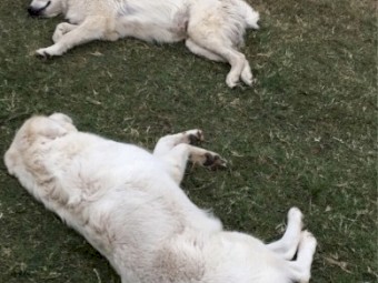 Working Maremma Male 