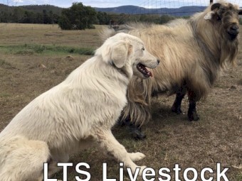 Working Maremma Male 