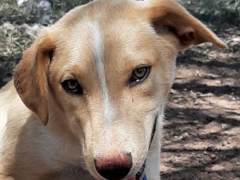 Kelpie - Koolie  Pups for sale (Started)