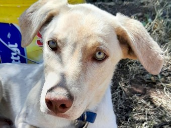 Kelpie - Koolie  Pups for sale (Started)