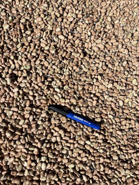 120mt Fiesta Faba Beans