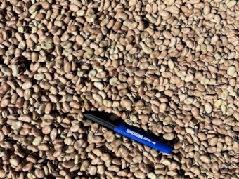 120mt Fiesta Faba Beans