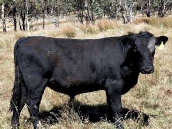 Angus Bulls x 2