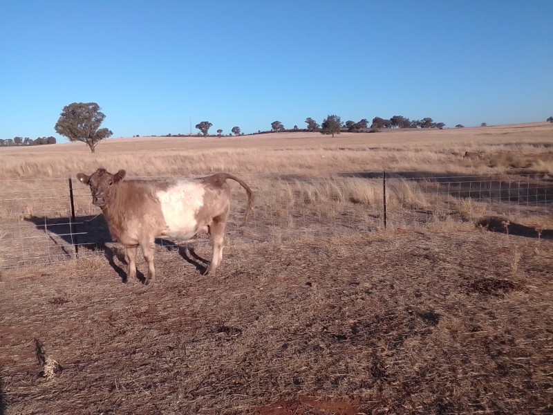 Grey belted Galloway 