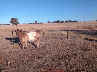 Grey belted Galloway 