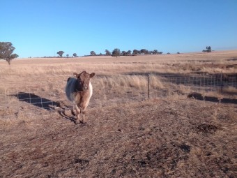Grey belted Galloway 