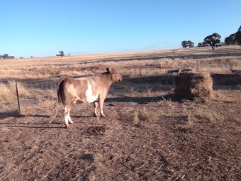 Grey belted Galloway 
