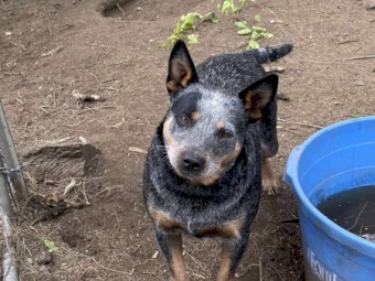 Pure Bred Blue Healer 