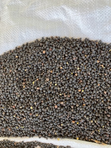 15mt Popany Vetch Seed