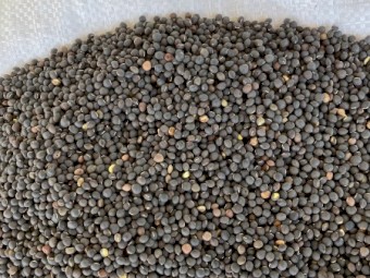15mt Popany Vetch Seed