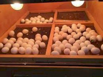 100% Fertile Hatching Parrot Eggs for sale