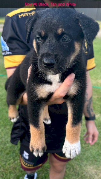 Australian Kelpie x Border Collie