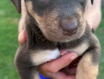 Australian Kelpie x Border Collie