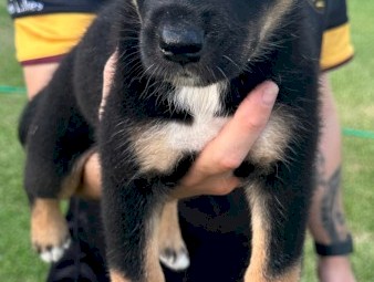 Australian Kelpie x Border Collie