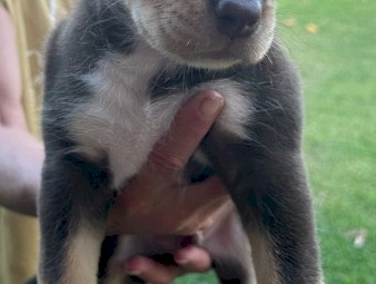 Australian Kelpie x Border Collie