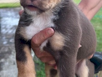 Australian Kelpie x Border Collie