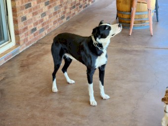 Border Collie pup for sale $550