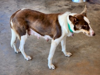 Border Collie pup for sale $550