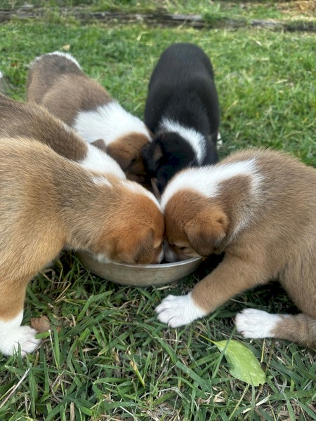 Border Collie X Pups
