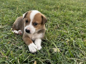 Border Collie X Pups
