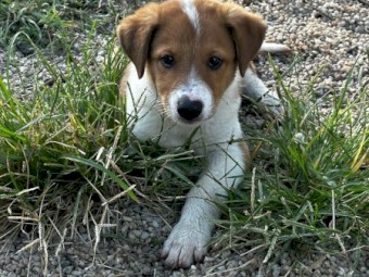 Border Collie X Pups