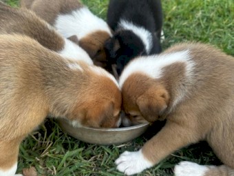 Border Collie X Pups
