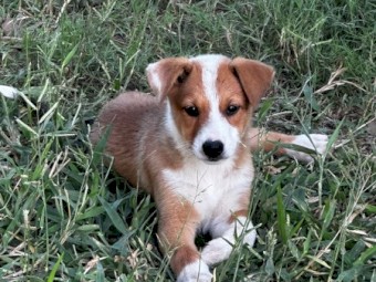 Border Collie X Pups