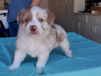Australian Shepherd Pups x 2