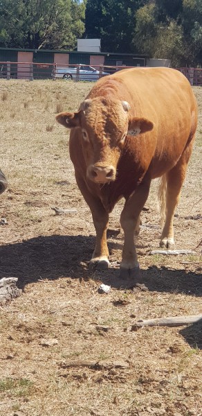 Baldridge Red Wagyu Bull fullblood