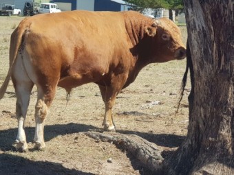 Baldridge Red Wagyu Bull fullblood