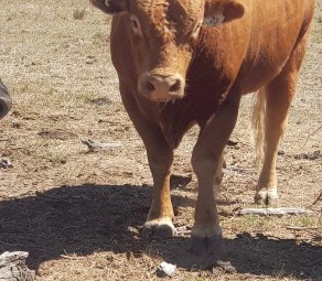 Baldridge Red Wagyu Bull fullblood