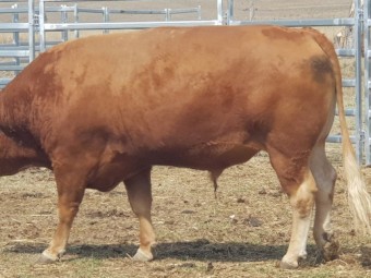 Baldridge Red Wagyu Bull fullblood
