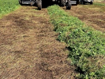 250mt Vetch Hay 8x4x3 Bales (22/23 Season)