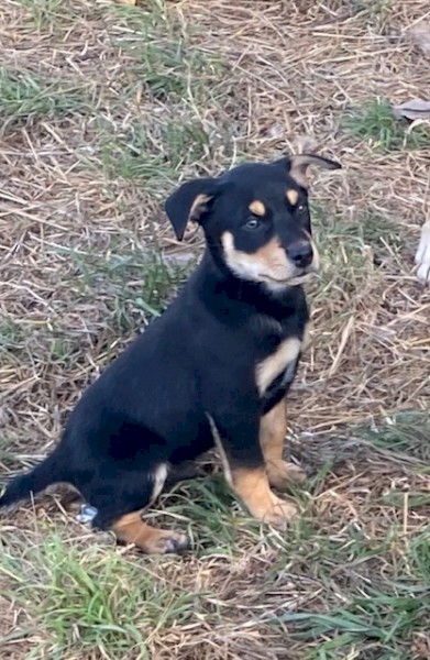 1 Male and 1 female black and tan KELPIES. 
