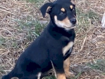 1 Male and 1 female black and tan KELPIES. 