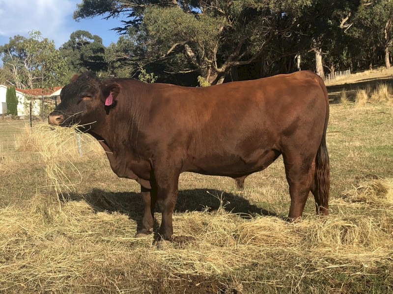 Registered Red Angus Bulls