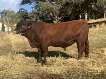 Registered Red Angus Bulls