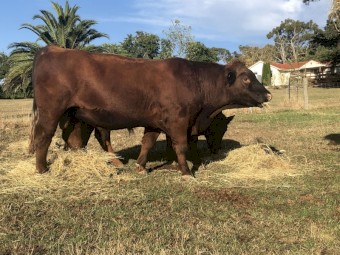 Registered Red Angus Bulls