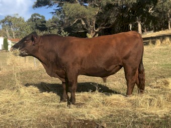 Registered Red Angus Bulls