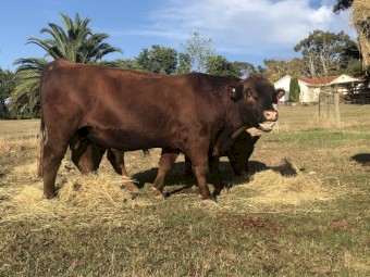 Registered Red Angus Bulls