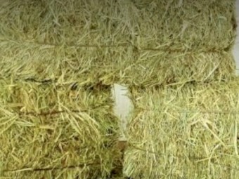 40 x Oaten Lucerne Hay 6x4x3 Bales