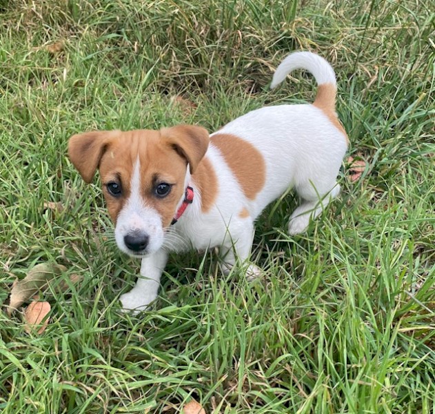 Jack Russell Pup Male Dam Smooth Coat Sire Rough Coat Farm Tender 3104