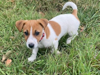 Jack Russell pup MALE. Dam smooth coat, Sire rough coat. 