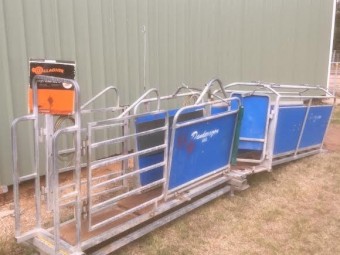 Dandaragan Sheep Handler with Scales, Drafting Gates and Leadup Race