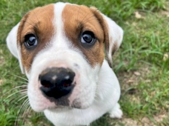Kelpie cross bulldog 