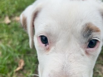 Kelpie cross bulldog 