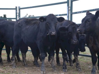 13 Angus and Angus cross Heifers