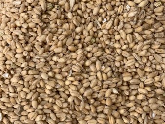 Kittyhawk Wheat