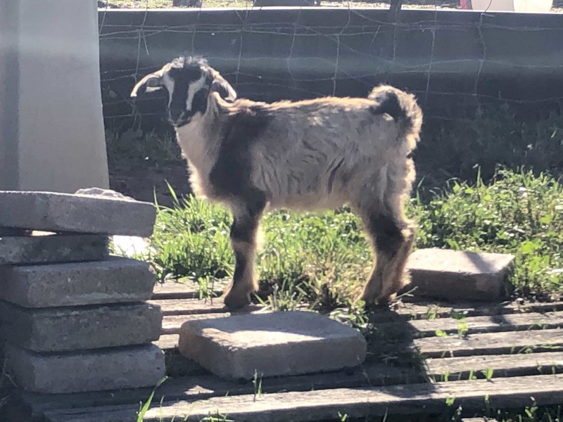 Nigerian dwarf cross Australia miniature 
